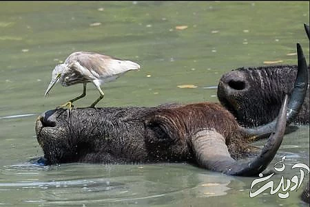 عکسهای جالب,عکسهای جذاب,